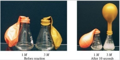 Consider the reaction shown in the figure. If the initial conditions are the same in both flasks, with the exception of the concentration of the acetic acid, explain why there is a difference in the size of the balloons after the reaction has progressed for 10 seconds.   ©Jim Birk