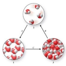 Three phases of water are shown in the figure. List the terms used to identify the phase changes indicated by the arrows.   A) A = sublimation, B = vaporization, C = freezing B) A = condensation, B = sublimation, C = melting C) A = freezing, B = vaporization, C = melting D) A = deposition, B = vaporization, C = melting E) A = deposition, B = sublimation, C = freezing