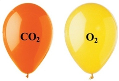 The two balloons shown in the figure each have the same volume, temperature, and pressure. Which of the following statements regarding the two balloons is correct?   A) The CO<sub>2</sub> balloon has fewer molecules than the O<sub>2</sub> balloon. B) The density of the O<sub>2</sub> balloon is greater than the density of the CO<sub>2</sub> balloon. C) The mass of the O<sub>2</sub> balloon is greater than the mass of the CO<sub>2</sub> balloon. D) The CO<sub>2</sub> balloon is more buoyant than the O<sub>2</sub> balloon. E) None of these statements is correct.
