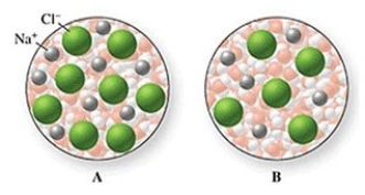 Image B in the figure shows a more concentrated solution because there are more water molecules.  