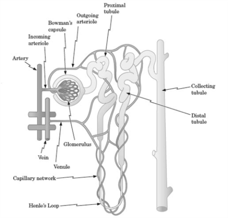 Examine the following diagram of a kidney nephron and the surrounding circulatory system. Blood enters the capsule and glomerulus. Which of the following components of the blood will eventually pass to the proximal tubule?   A) red blood cells B) protein molecules C) leukocytes D) sugars