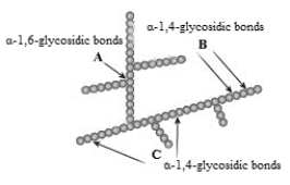 The following structure represents a storage polysaccharide such as glycogen or starch. Each sphere represents a monomer of the polymer.   When this structure is broken down during metabolism, which of the following monomers might be produced? A)  glucose B)  maltose C)  sucrose D)  Both glucose and maltose could be produced. E)  All of the saccharides listed might be produced.