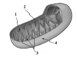 Examine the given diagram of a cell organelle. Which numbered structure in the given diagram represents the matrix?   A)  1 B)  2 C)  3 D)  4