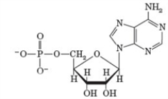 Which of the following adenine-containing compounds is shown here?   A)  ATP B)  ADP C)  AMP D)  cyclic AMP