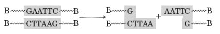 The following generalized reaction is used in one of the techniques for synthesizing recombinant DNA. In this reaction, a double-stranded DNA sequence is cleaved at a specific site.   Which of the following enzymes is used in this reaction? A)  DNA ligase B)  restriction endonuclease C)  peptidyl transferase D)  DNA synthetase
