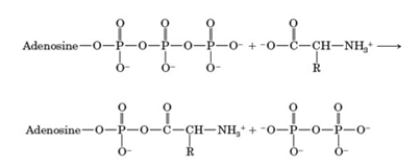 Consider the following reaction.   At which step of protein synthesis does this reaction occur? A)  activation B)  initiation C)  elongation D)  translocation E)  termination
