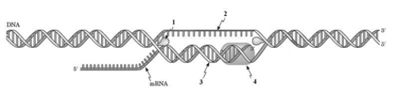 Examine the following diagram.   Which of the following processes does the diagram represent? A)  DNA replication B)  transcription C)  translation