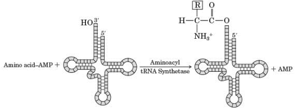 The given diagram represents a generalized reaction between an amino acid-AMP complex and a tRNA molecule.   ​ Which of the following statements is true if the -R group is a hydrogen atom (-H)  in one reaction and a methyl group (-CH<sub>3</sub>)  in another reaction? A)  Both the reactions will have a common enzyme; however, they will have different tRNA molecules. B)  Both the reactions will have a common tRNA molecule; however, they will use different enzymes. C)  Both the reactions will have a common tRNA molecule as well as a common enzyme. D)  Both the reactions will have different enzymes as well as different tRNA molecules.
