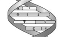 Which of the following correctly gives the base sequence that would replace the numbers 1-4 in the following segment of DNA?   A)  AGTC B)  TCAG C)  UCAG D)  CTGA