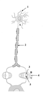 Consider the given diagram of a neuron.   Which number in the given diagram represents the synapse? A)  1 B)  2 C)  3 D)  4 E)  5