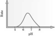 Consider the following graph for the rate of an enzyme-catalyzed reaction.   What is the approximate optimum pH for carrying out this reaction? A)  5.0 B)  6.5 C)  7.5 D)  8.0 E)  Any pH between 5.0 and 8.0