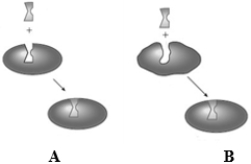 Consider the following two images depicting enzyme behavior.   Which model explains competitive inhibition? A)  A only B)  B only C)  Both A and B