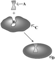 Consider the following image depicting enzyme behavior.   Which of the following correctly characterizes the components of this model? A)  A - enzyme, B - substrate, C - active site, D - E-S complex B)  A - substrate, B - active site, C - enzyme, D - E-S complex C)  A - active site, B - substrate, C - E-S complex, D - enzyme D)  A - substrate, B - enzyme, D - E-S complex, D - active site