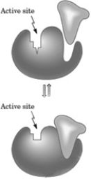 Consider the following image depicting enzyme regulation.   Which of the following is depicted by this model? A)  protein modification B)  allosterism C)  competitive inhibition D)  feedback control