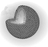 Examine the following cutaway figure showing the structure of a micelle.   Which of the following statements correctly describes the structure? A)  The interior surface is polar, whereas the exterior surface is nonpolar. B)  The exterior surface is insoluble in water. C)  The exterior surface of the structure is adsorbed by grease. D)  The exterior surface is polar, whereas the interior surface is nonpolar.