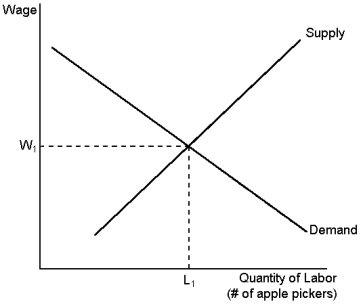 Graph 18-2    -Refer to Graph 18-2. If the apple pickers start working fewer hours (by taking more vacation time) , the equilibrium wage will: A)  fall below W<sub>1</sub> due to a shift in supply B)  rise above W<sub>1</sub> due to a shift in supply C)  fall below W<sub>1</sub> due to a shift in demand D)  rise above W<sub>1</sub> due to a shift in demand