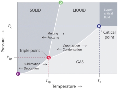 List out the general features of a phase diagram.  