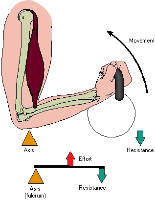   -What type of lever system is depicted in the image? A) First-class B) Second-class C) Third-class D) Fourth-class