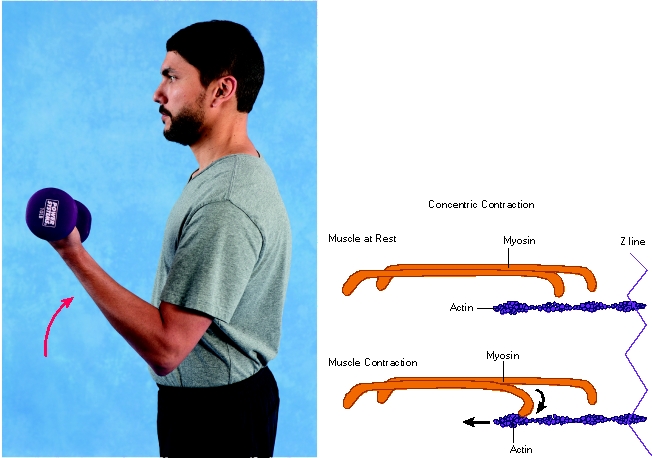 What type of muscle contraction is being performed by the biceps in the image?   A) Concentric B) Isometric C) Eccentric D) Isokinetic