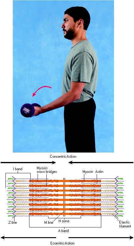   -What type of muscle contraction is being performed by the biceps in the image? A) Concentric B) Isometric C) Eccentric D) Isokinetic