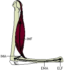   -Referring to the image, what would the movement at the joint be if the internal muscle force (IMF)  × internal moment arm (IMA)  = external limb force (ELF)  × external moment arm (EMA) ? A) Joint angle decreases as joint flexes B) Joint rotates C) Joint angle increases as joint extends D) Joint does not move
