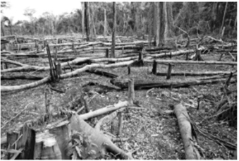 Questions refer to the photo and graph below. Document #1: Ecological Crisis in the Amazon   Document #2 Annual Changes in Global Forest Cover   -In what way do the sources corroborate, or fail to corroborate, each other? A)  Source #1 provides a specific, local example of the data seen in Source #2. B)  Source #1 shows a region not covered in Source #2, and therefore cannot corroborate it. C)  Source #2 cannot be trusted because it was compiled by the United Nations. D)  Source #2 provides no information concerning the reasons for deforestation.