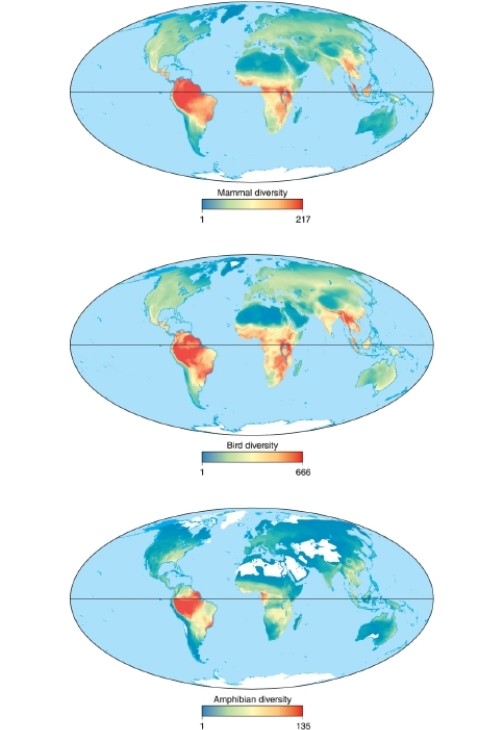 <strong> According to these maps, amphibian biodiversity is highest in _____________?</strong> A)South America B)Africa C)Southeast Asia D)North America