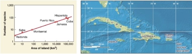   -According to the graph, approximately how many species does Hispaniola have? A) 1 B) 10 C) 100 D) 1,000