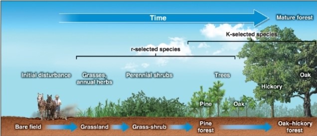   -In this figure, what is the third sere? A) grassland B) grass-shrub C) pine forest D) oak-hickory forest