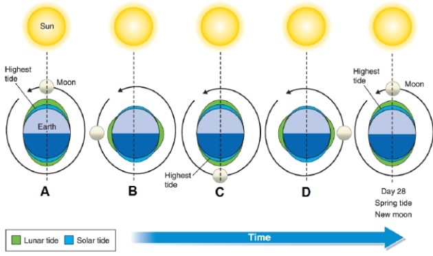   -In the diagram, box C shows what? A) neap tide with first-quarter moon B) neap tide with a last-quarter moon C) spring tide with a new moon D) spring tide with a full moon