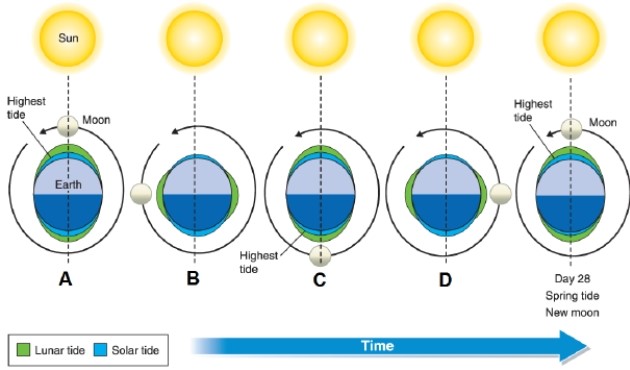   -In the diagram, box D shows what? A) neap tide with first-quarter moon B) neap tide with a last-quarter moon C) spring tide with a new moon D) spring tide with a full moon