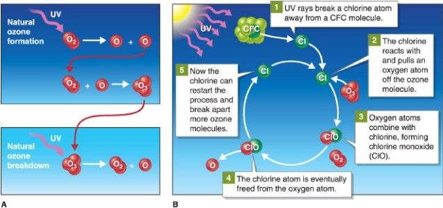   -According to the figure, how is ozone formed naturally? A) by reactions with CFCs B) by reactions with chlorine atoms C) by reactions with ultraviolet radiation D) by reactions with carbon dioxide