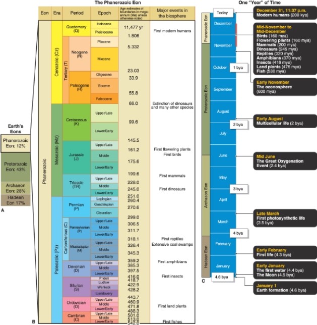    ​ -According to the figure, in what epoch does Homo sapiens develop? A) the Holocene B) the Pleistocene C) the Pliocene D) the Miocene