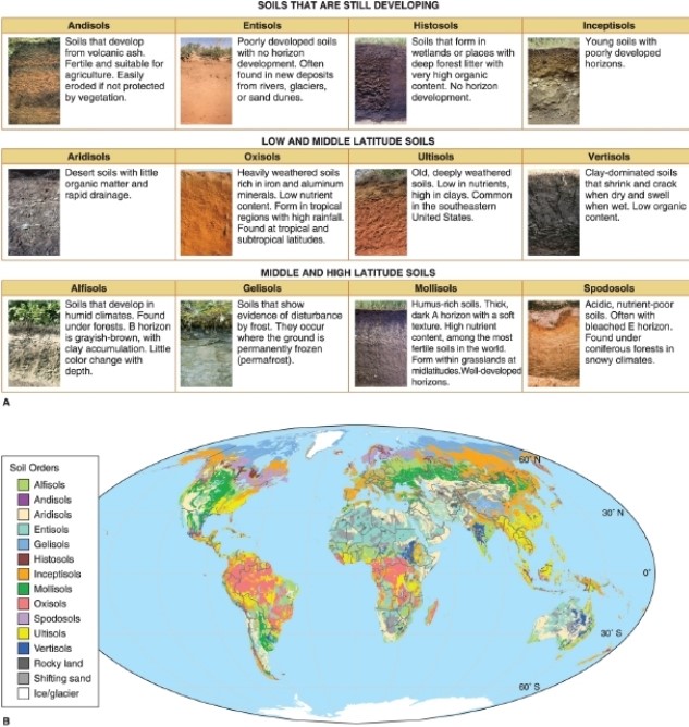   -According to the figure, soils that form in coniferous forests with cold climates are called __________. A) entisols B) gelisols C) oxisols D) spodosols