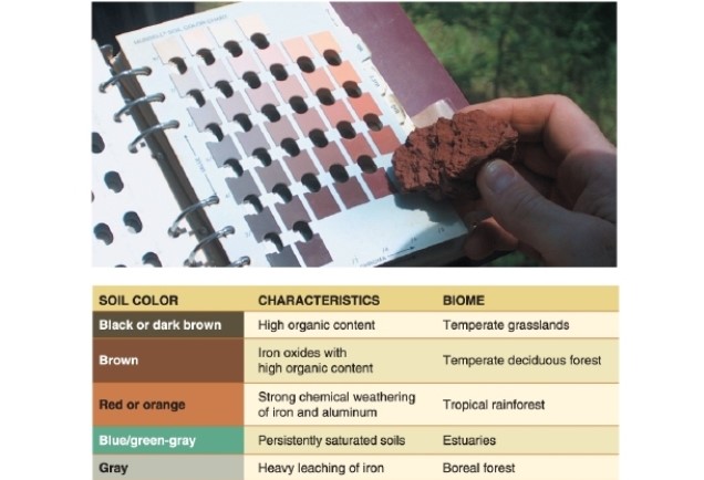   -In the figure, gray soils indicate __________. A) high organic content B) strong weathering C) persistent high water tables D) heavy leaching of iron