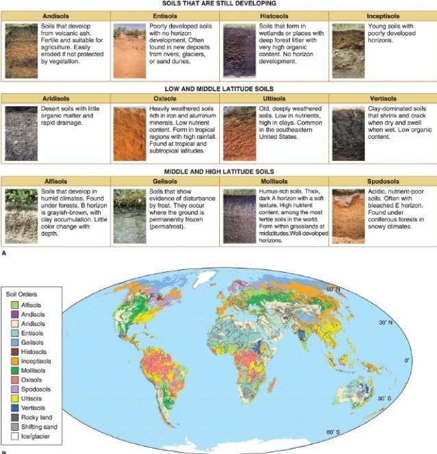   -According to the figure, which type of soil is common in the southeastern United States? A) andisols B) entisols C) oxisols D) ultisols