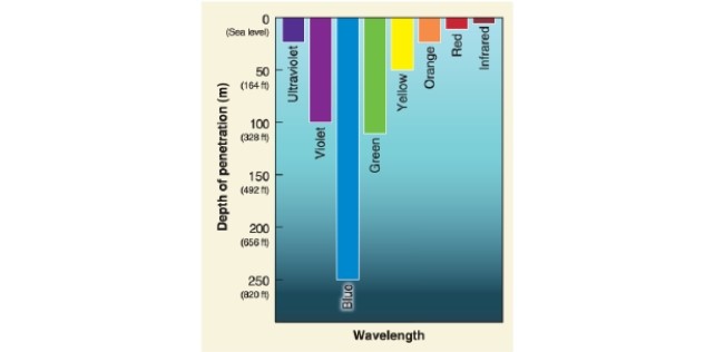   -Kelp forests occur in water no deeper than __________ meters. A) 20 B) 30 C) 40 D) 50