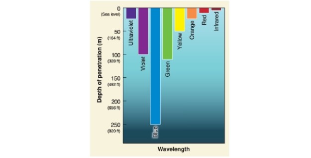   -A(n)  __________ forms near and parallel to the shoreline. A) fringing reef B) barrier reef C) atoll D) shelf reef