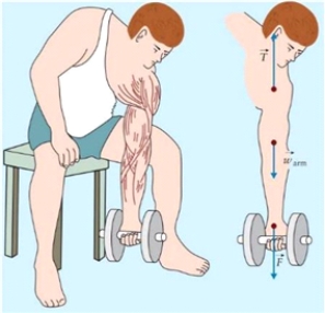 Figure 4.10 The figure shows a standard man working on concentration curls. A standard man is defined having body mass 70.0 kg, and mass of each arm 6.5% of the total body mass. The standard man from Fig. 4.10 intends to exercise with a 4.0 kg dumbbell. When he is holding the weight vertically down, what are the magnitudes of tension in the shoulder and of the downward force pulling the fist?