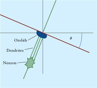 Figure 4.11 Fig. 4.11 illustrates an otolith near the membrane surface of the utricular macula, with the head tilted sideways by angle è. Dendrites near the otolith illustrate the geometry of the otolith-membrane-dendrite interaction. Sketch the free body diagram with three forces acting on it: its weight the normal force and a force parallel to the surface layer of the otolithic membrane Give the reasoning behind your choice of any coordinate system chosen.