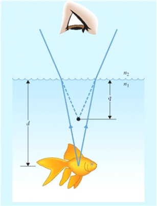 Figure 21.1   The figure shows the real and apparent positions of a fish in water. -We are looking at a fish from directly above (Fig. 21.1). If the fish looks to us to be 30 cm beneath the surface, where is its real position as measured from the surface? Indices of refraction are, for air n<sub>1</sub> and water n<sub>2</sub>, n<sub>1</sub> = 1 and n<sub>2</sub>= 1.33.