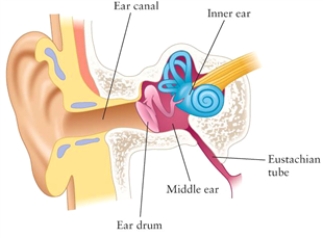 Figure 15.3   The figure shows the anatomy of the human ear. -Where in the ear does the sound get amplified? A) in the middle ear B) in the inner ear C) in the ear canal D) on the eardrum