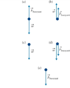 Figure 11.1   -Dolphins are sleeping at the bottom of a cove, floating low above the ocean floor. Which diagram in Fig. 11.1 shows the correct forces acting on the dolphins? A) diagram (a)  B) diagram (b)  C) diagram (c)  D) diagram (d) 