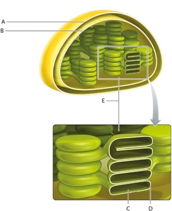 Match the terms and descriptions with the correct labelled part in the fllowing illustration. A labelled part may be used once, more than once, or not at all.   -this membrane is in contact with the cytosol