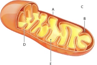 Refer to the illustration of a mitochondrion. Match the labelled parts of the mitochondrion with the steps of cellular respiration. A labelled part may be used once, more than once, or not at all.   -pyruvate oxidation A)outer mitochondrial membrane B)intermembrane compartment C)cytosol D)inner mitochondrial membrane E)matrix