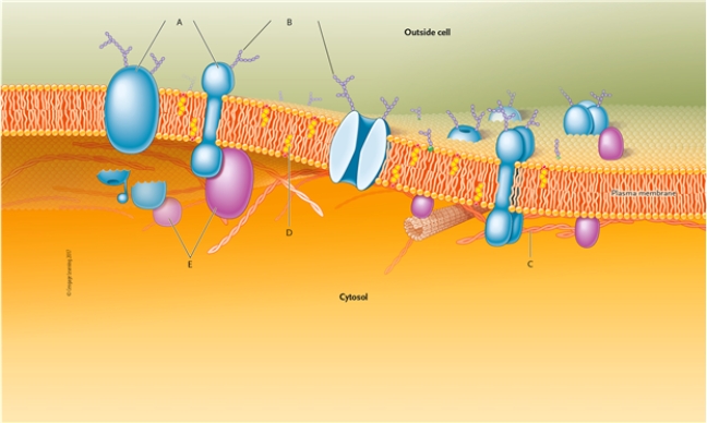 Identify the structures indicated in this drawing of a typical plasma membrane.   -carbohydrate groups