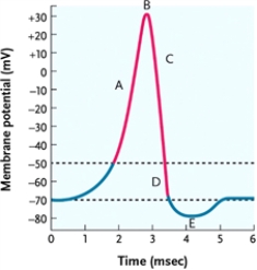 Figure 45-2   -In the action potential diagram in Figure 45-2, at what point are Na<sup>+</sup> inactivation gates opening and K<sup>+</sup> activation gates closing? A)  point E B)  point D C)  point B D)  point A 