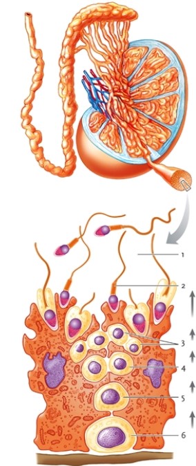 Figure 45-4   -In Figure 45-4, which number identifies the sensory hair cells? A)  18 B)  20 C)  21 D)  22 
