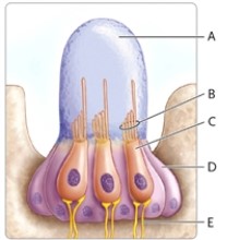 Identify each lettered part of the neuromast shown.   -afferent nerve fibre