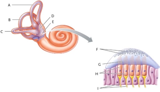 Identify each lettered part of the vestibular apparatus shown.   -posterior semicircular canal